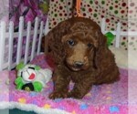 Small #9 Poodle (Standard)
