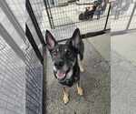 Small #2 German Shepherd Dog