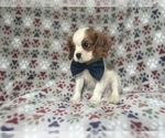 Small #3 Cavalier King Charles Spaniel
