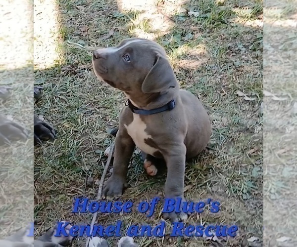 Medium Photo #14 American Pit Bull Terrier Puppy For Sale in DELAWARE, OH, USA