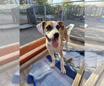 Small #4 Boxer-Staffordshire Bull Terrier Mix