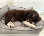 Puppy Dasher Aussiedoodle Miniature 