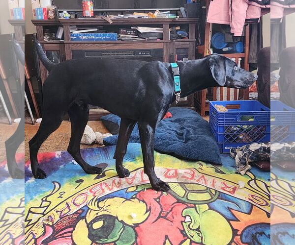 Medium Photo #16 Doberman Pinscher Puppy For Sale in Buffalo, MN, USA