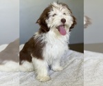 Small Photo #3 Havanese Puppy For Sale in IDEAL, GA, USA