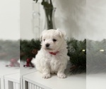 Small #4 Maltese