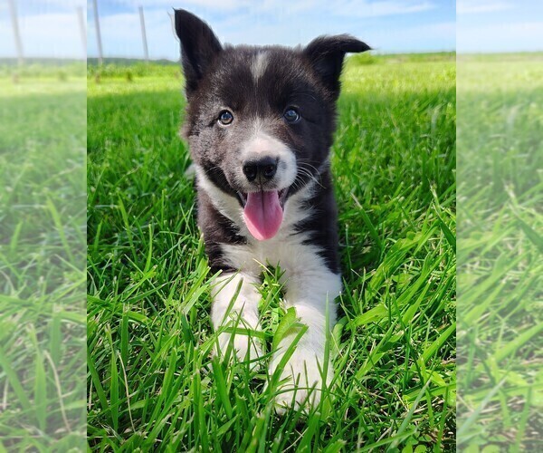 Medium Photo #161 Border Collie Puppy For Sale in NORBORNE, MO, USA