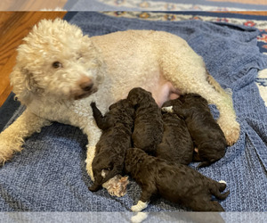 Mother of the Lagotto Romagnolo puppies born on 02/17/2023