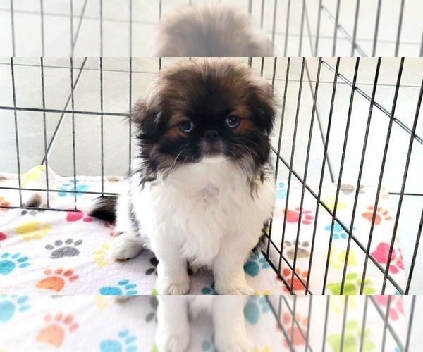 Medium Photo #5 Japanese Chin Puppy For Sale in ORO VALLEY, AZ, USA