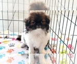 Small #4 Japanese Chin