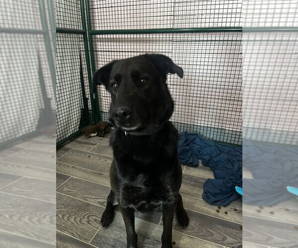 Medium Photo #1 Labrador Retriever-Unknown Mix Puppy For Sale in Calgary, Alberta, Canada