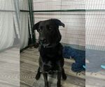Small Labrador Retriever Mix