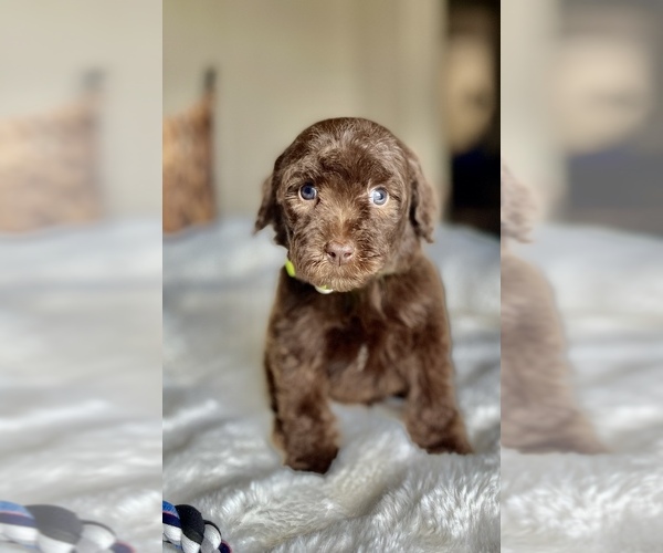 Medium Photo #6 Labradoodle Puppy For Sale in BOERNE, TX, USA
