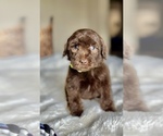 Small Photo #6 Labradoodle Puppy For Sale in BOERNE, TX, USA