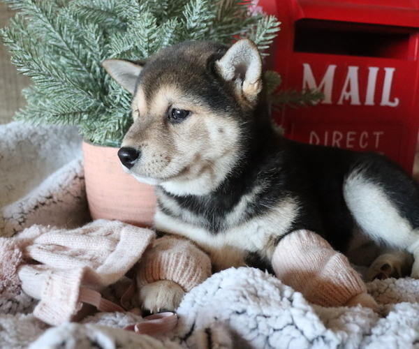 Medium Photo #9 Shiba Inu Puppy For Sale in HONEY BROOK, PA, USA