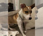 Small #4 Australian Cattle Dog Mix