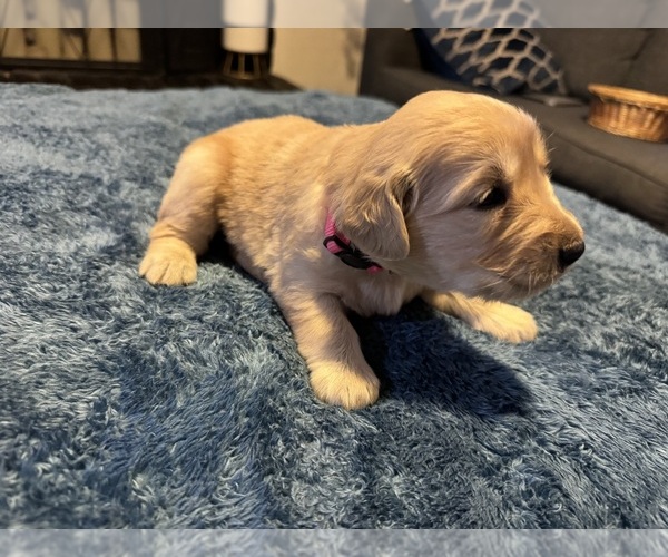 Medium Photo #1 Golden Retriever Puppy For Sale in BAKERSFIELD, CA, USA