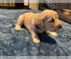 Golden Retriever Puppy for sale in BAKERSFIELD, CA, USA