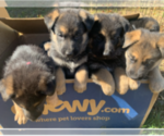 Small Photo #1 German Shepherd Dog Puppy For Sale in HEDGESVILLE, WV, USA