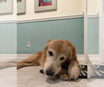 Small Photo #6 Golden Retriever Puppy For Sale in Bonita Springs, FL, USA