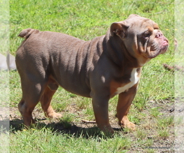Medium Photo #1 Bulldog Puppy For Sale in WINNSBORO, TX, USA