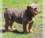 Small Photo #1 Bulldog Puppy For Sale in WINNSBORO, TX, USA
