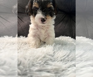 YorkiePoo Puppy for sale in SAN ANTONIO, TX, USA