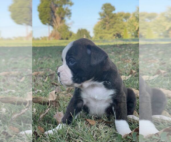 Medium Photo #4 Boxer Puppy For Sale in BREMEN, KY, USA