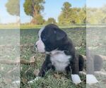Small Photo #4 Boxer Puppy For Sale in BREMEN, KY, USA