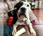 Small #4 American Pit Bull Terrier Mix