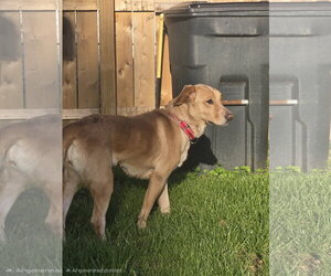 Millie - Female Borador Dog for Adoption - Photo #7