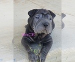 Puppy Binx Chinese Shar-Pei