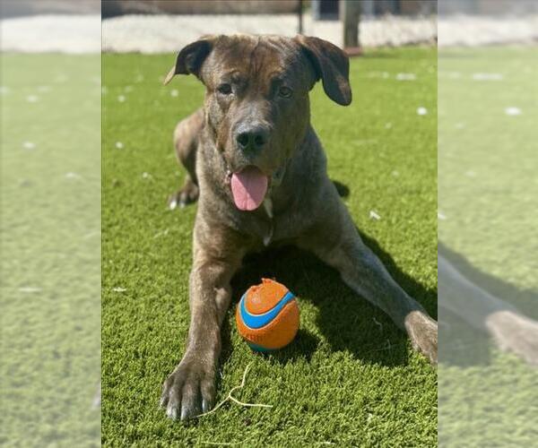 Medium Photo #4 American Bulldog-Unknown Mix Puppy For Sale in Toronto, Ontario, Canada