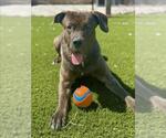 Small #3 American Bulldog Mix