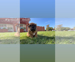 Small Photo #6 English Bulldog Puppy For Sale in SOLEDAD, CA, USA