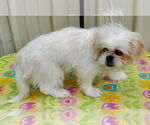 Small #2 Pekingese