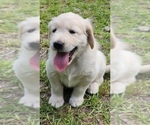 Small #21 English Cream Golden Retriever