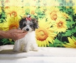 Birdie - Female Goldendoodle (Miniature) Puppy for Sale - Photo #17