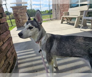 Siberian Husky Dogs for adoption in Pueblo, CO, USA