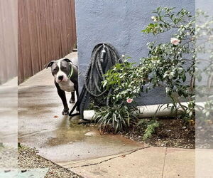 American Staffordshire Terrier-Unknown Mix Dogs for adoption in San Juan Capistrano, CA, USA
