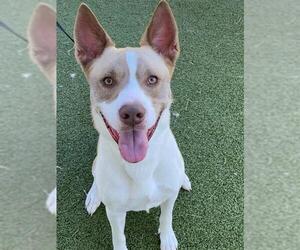 Siberian Husky-Unknown Mix Dogs for adoption in Fayetteville, NC, USA