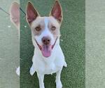 SCOOBY - Male Siberian Husky-Unknown Mix Dog for Adoption - Small photo