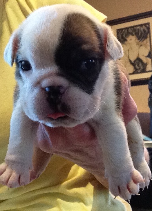 Medium Photo #1 Bulldog Puppy For Sale in BONHAM, TX, USA