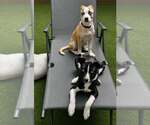 Small #2 Feist Terrier Mix