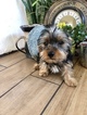 Small #1 Yorkshire Terrier