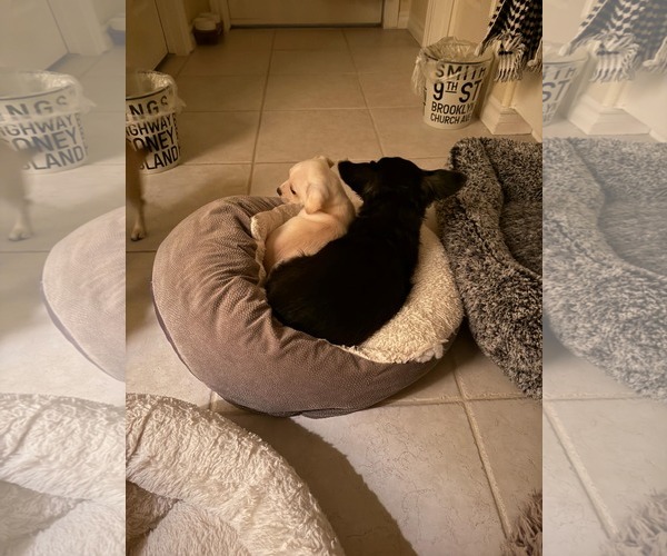 Medium Photo #7 Daug Puppy For Sale in Escondido, CA, USA