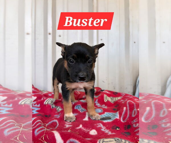 Medium Photo #1 Red Heeler-Unknown Mix Puppy For Sale in The Woodlands, TX, USA