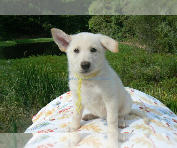 Medium Photo #8 German Shepherd Dog Puppy For Sale in PIEDMONT, MO, USA