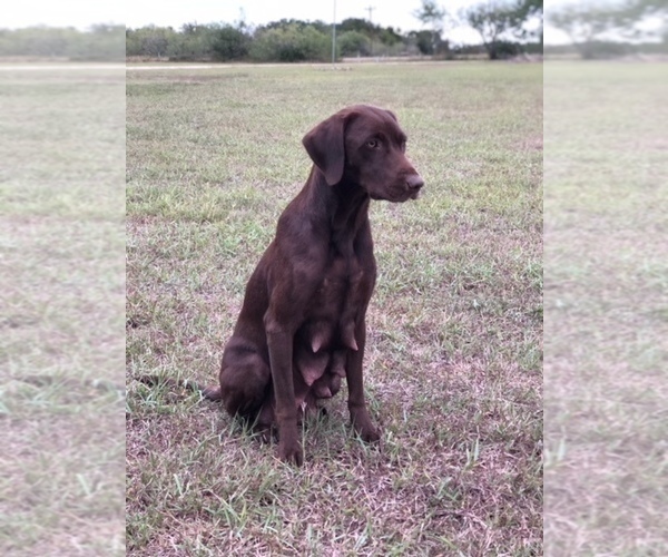 Medium Photo #1 Labrador Retriever Puppy For Sale in GONZALES, TX, USA