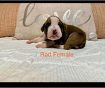 Small #11 Boxer