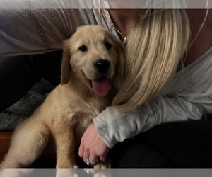 Golden Retriever Puppy for Sale in TAMPA, Florida USA